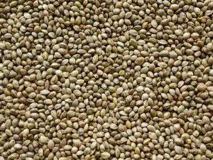 hemp seeds