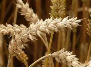 wheat grass