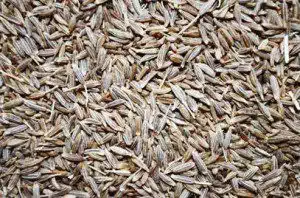 cumin seeds