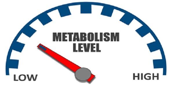 metabolism