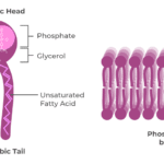 What Is a Phospholipid