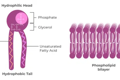 What Is a Phospholipid