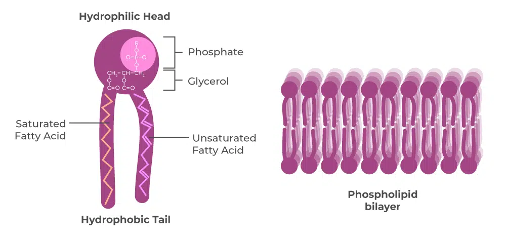 What Is a Phospholipid