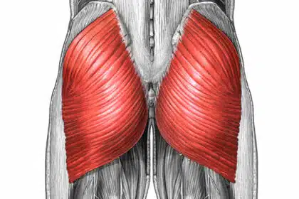 Gluteus Maximus