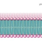 what are phospholipids