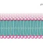 what are phospholipids