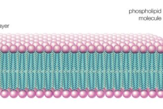 what are phospholipids