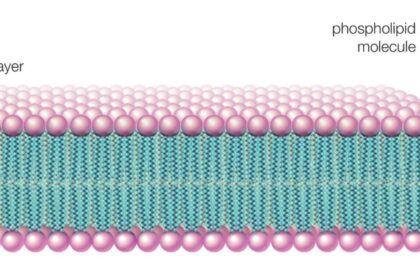 what are phospholipids