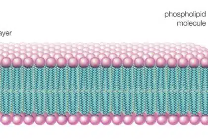 what are phospholipids