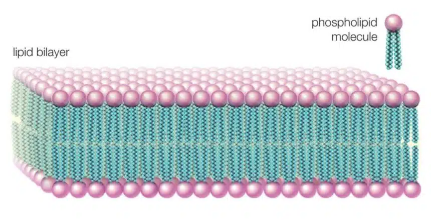 what are phospholipids