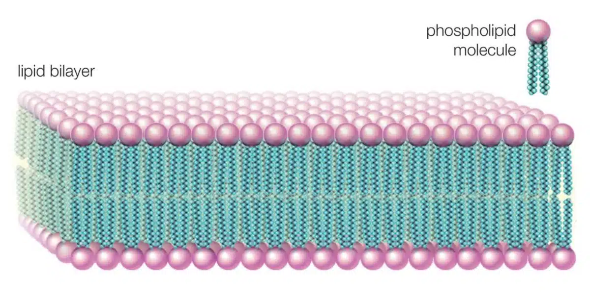what are phospholipids