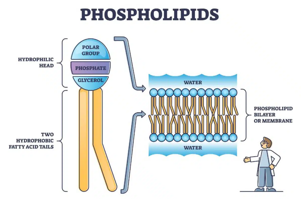 what are phospholipids