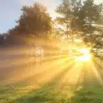 Sunlight