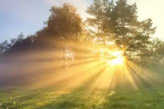 Sunlight