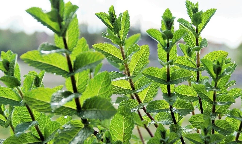 peppermint