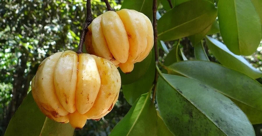 Garcinia Cambogia Extract