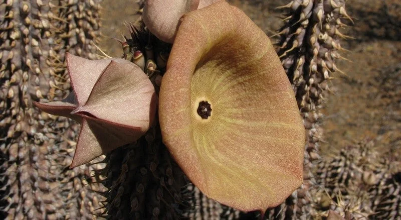 Hoodia Gordonii